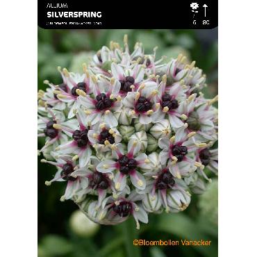 Ail d'ornement - Allium Silverspring (Allium Basalticum)