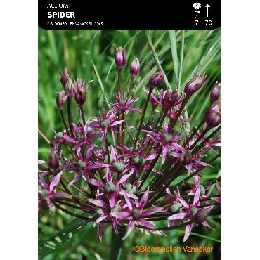 Ail d'ornement - Allium Spider