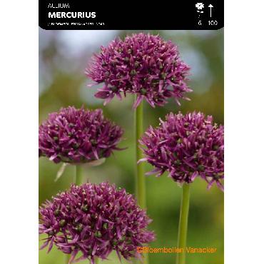 Ail d'ornement - Allium Mercurius