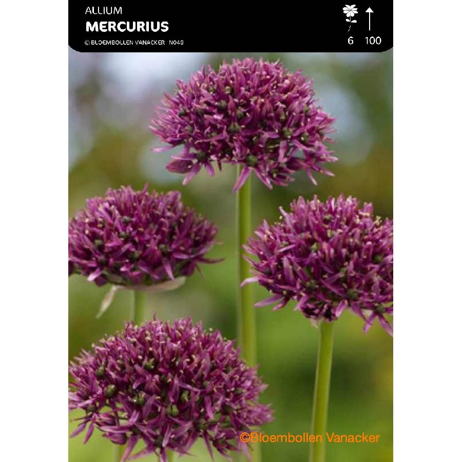 Ail d'ornement - Allium Mercurius