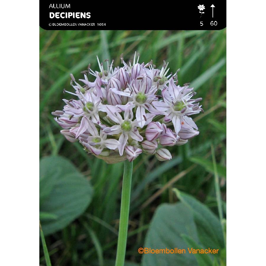 Ail d'ornement - Allium Decipiens