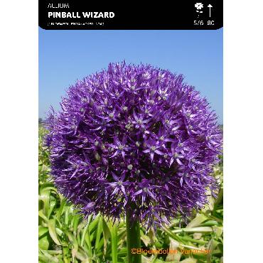 Ail d'ornement - Allium Pinball Wizard