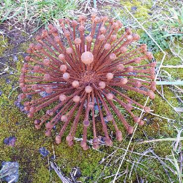 Fleur d'agapanthe diamètre 18cm à piquer en fer rouillé