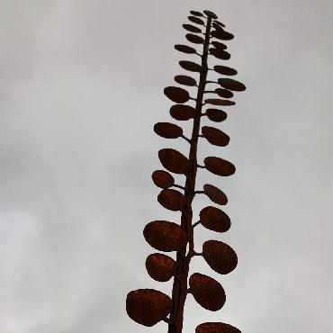 Petites feuilles de Muehlenbeckia à piquer en fer rouillé