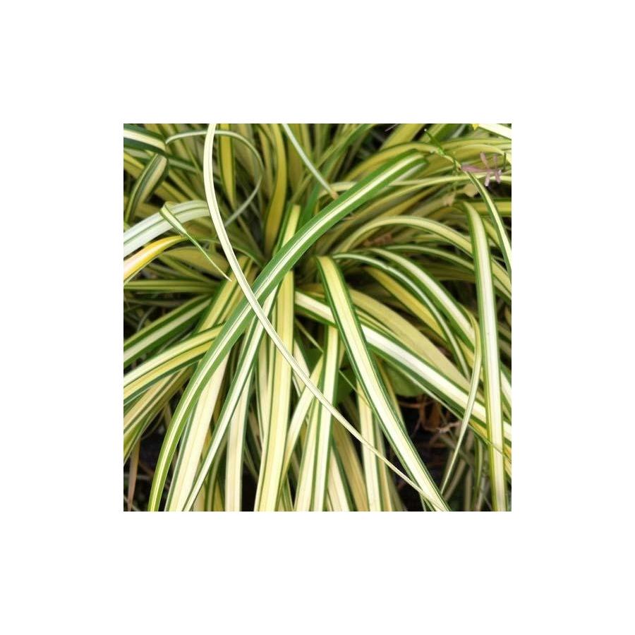 Carex oshimensis Evergold (Aureovariegata ou Old Gold ou Everbrite ou Variegata)
