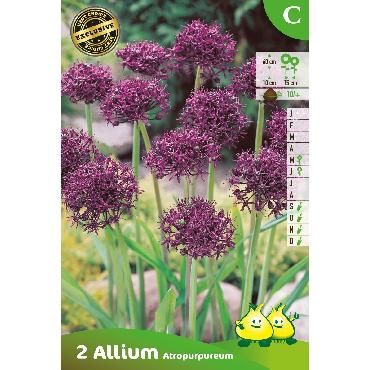Ail d'ornement - Allium Atropurpureum