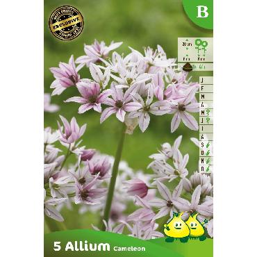Ail d'ornement - Allium Cameleon