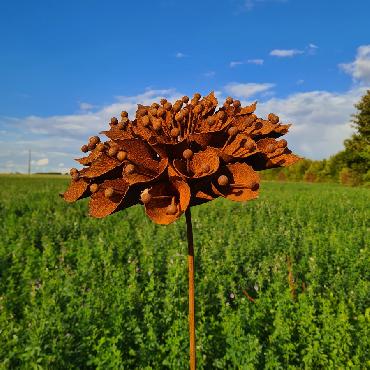 Fleur knautia 3D D28xH134cm à piquer en fer rouillé