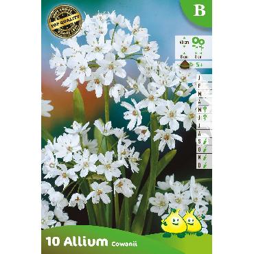 Ail d'ornement - Allium cowanii (Allium neapolitanum)