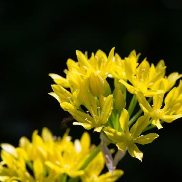 Ail d'ornement - Allium Moly (Allium Luteum)