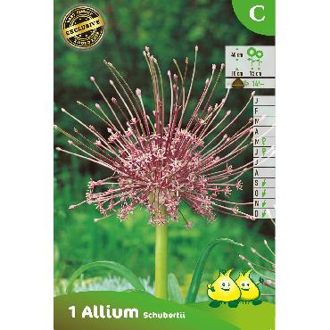 Ail d'ornement - Allium Shubertii