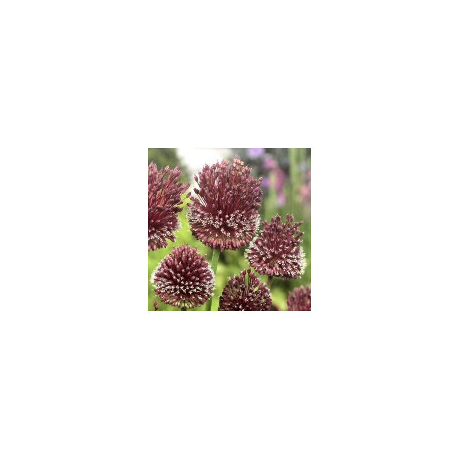 Ail d'ornement - Allium amethystinus Red Mohican