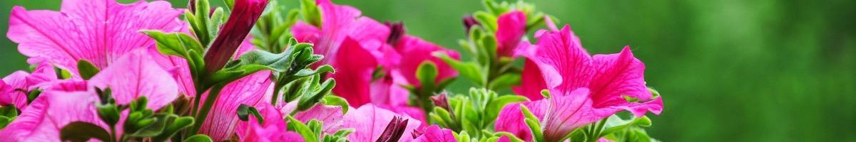 Producteur de plantes annuelles : fleurs colorées durant tout l'été et l'automne