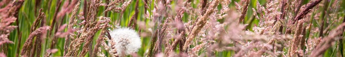 Prairies sauvages