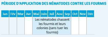 Période d'application des nématodes contre les fourmis