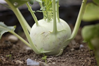 permaculture