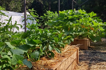 potager en carrés